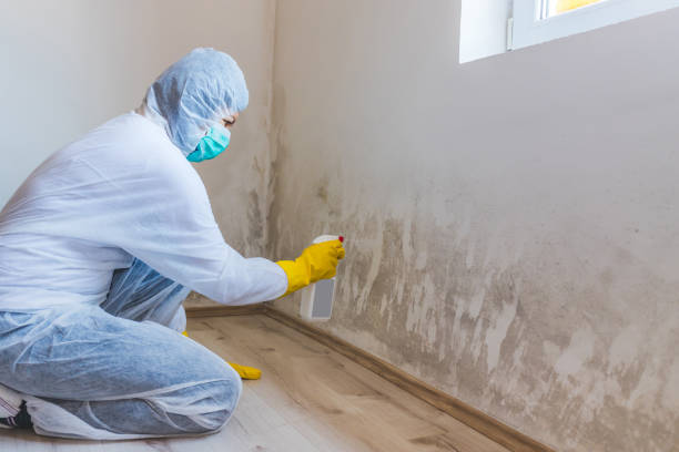 Licensed Mold Remediation service in Parrish, FL - WQB Mold Removal